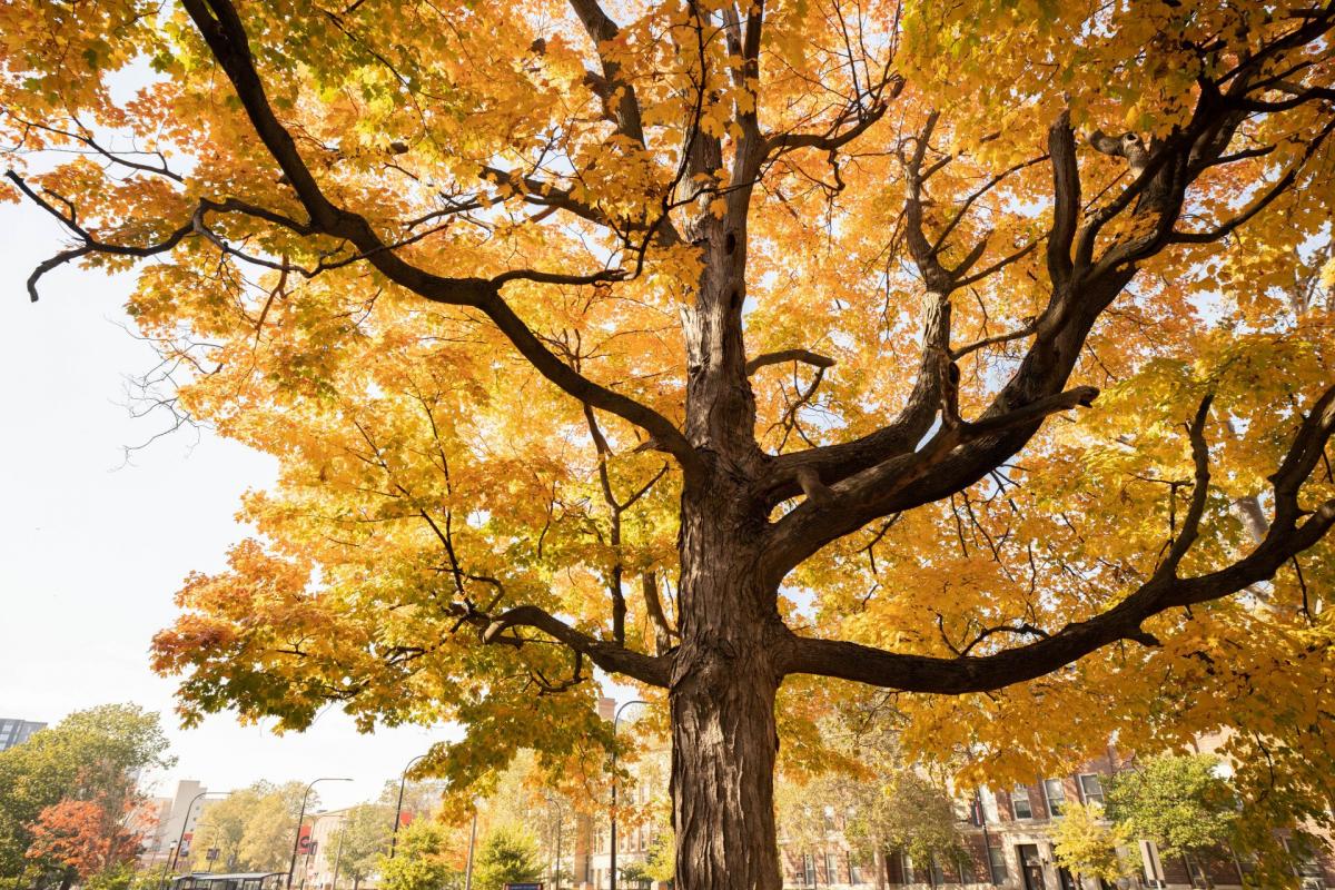 tree in fall